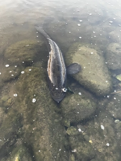 ライギョの釣果