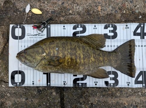 スモールマウスバスの釣果