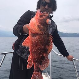 ウッカリカサゴ