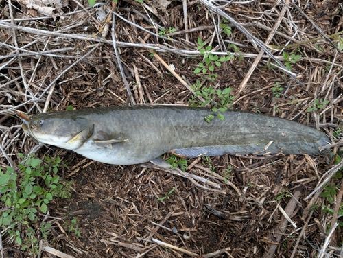 ナマズの釣果