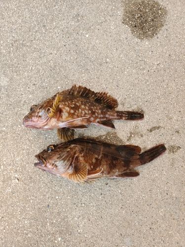 カサゴの釣果