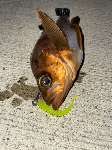 メバルの釣果