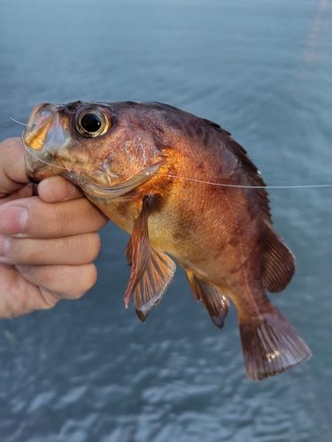 メバルの釣果