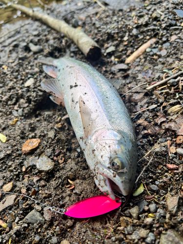 ホウライマスの釣果