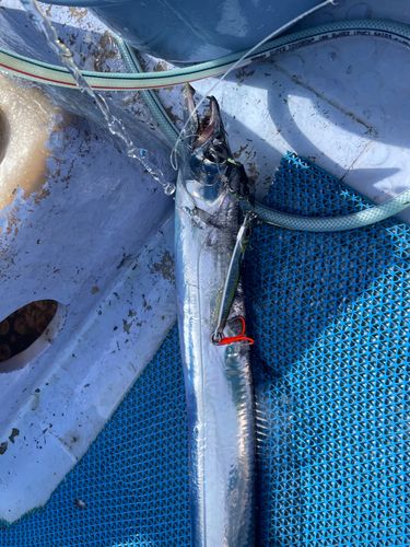 タチウオの釣果