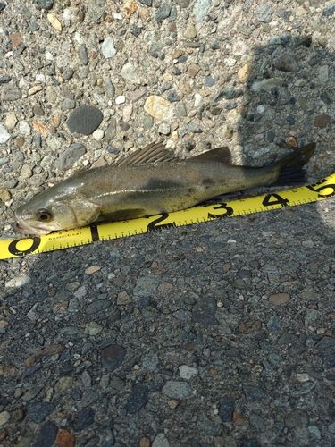 セイゴ（マルスズキ）の釣果