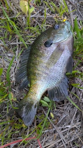 ブルーギル