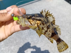 タケノコメバルの釣果