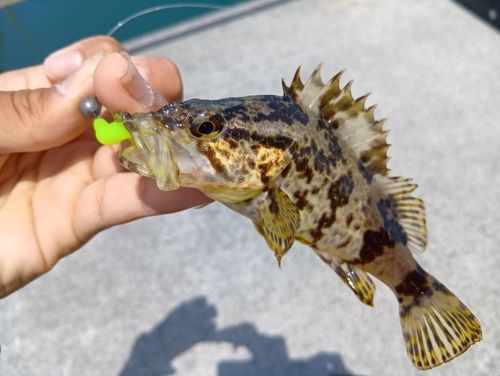 タケノコメバルの釣果