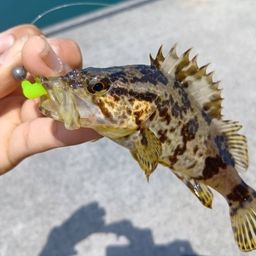 タケノコメバル