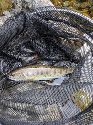 ヤマメの釣果