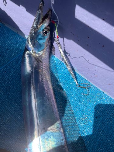 タチウオの釣果