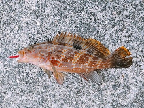 キジハタの釣果