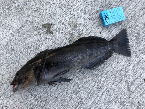 アイナメの釣果