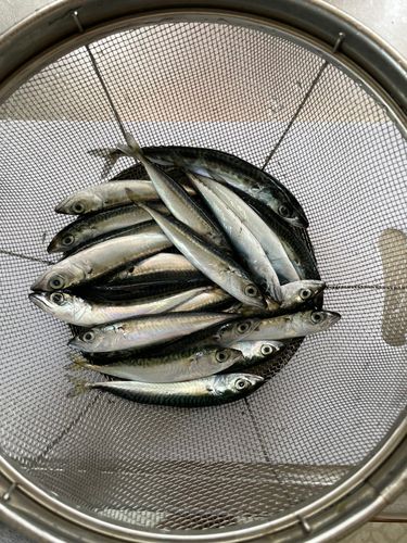 釣果