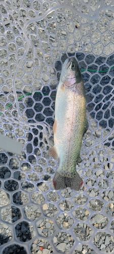 ニジマスの釣果