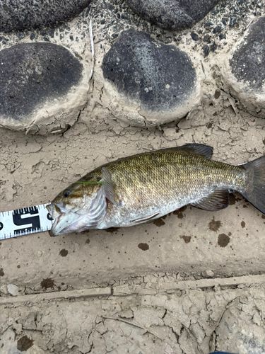 スモールマウスバスの釣果