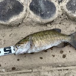 スモールマウスバス