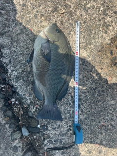 メジナの釣果