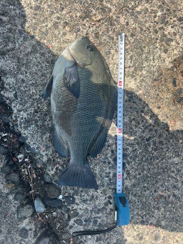 メジナの釣果