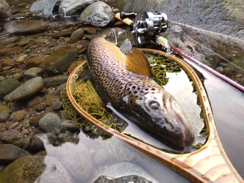 ブラウントラウト