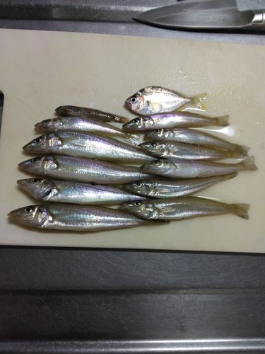 シロギスの釣果