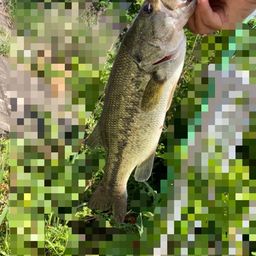 ラージマウスバス