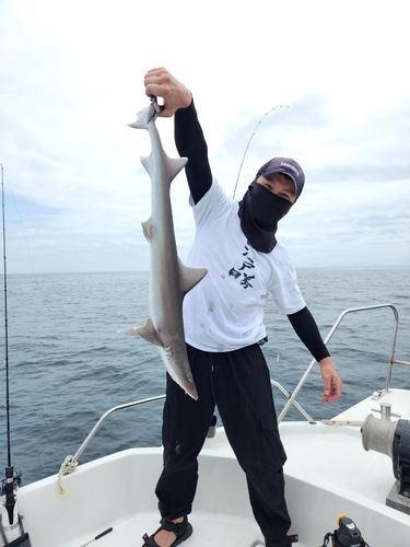 サメの釣果