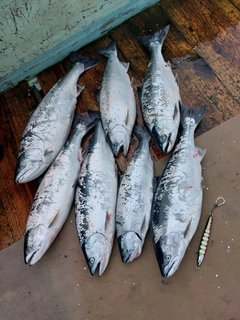 サクラマスの釣果