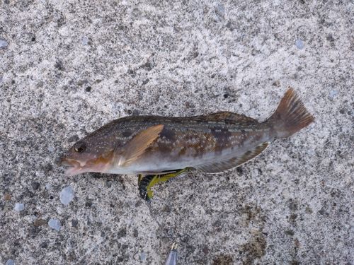 アイナメの釣果