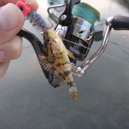 タケノコメバル