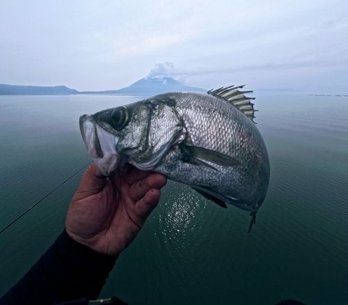 スズキの釣果