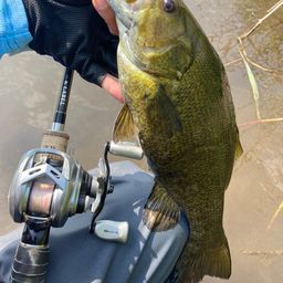 スモールマウスバス