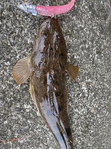 マゴチの釣果