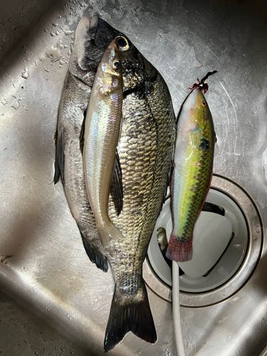 キスの釣果