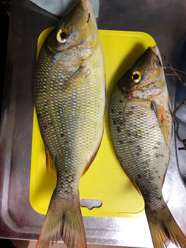 タマンの釣果
