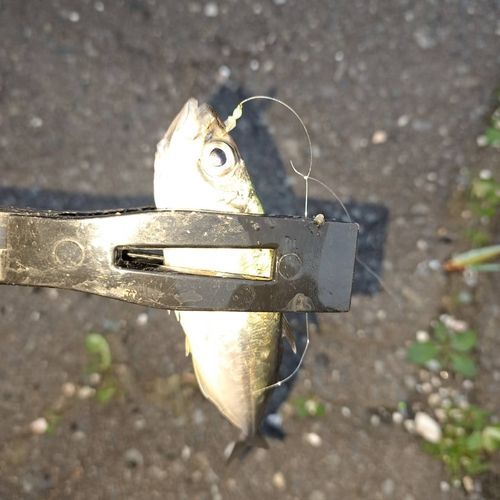 釣果