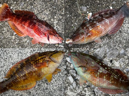 ベラの釣果