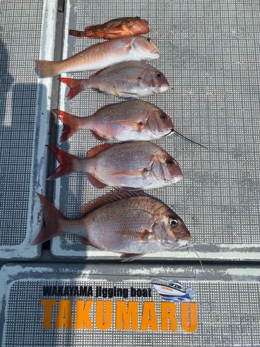 タイの釣果