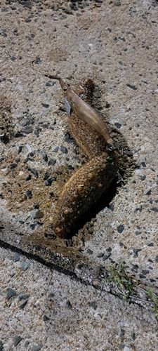 ナマコの釣果