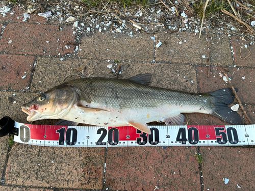 ウグイの釣果
