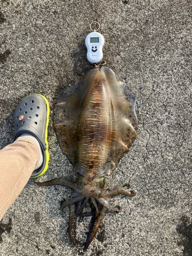 アオリイカの釣果