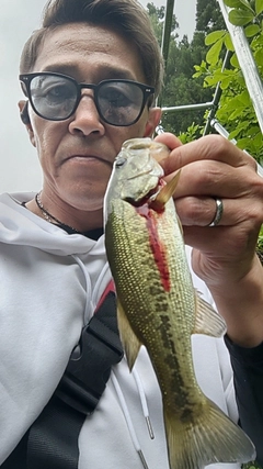 ラージマウスバスの釣果