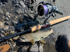 アメマスの釣果