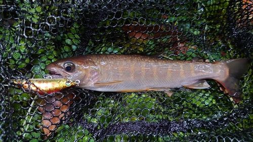 ニッコウイワナの釣果