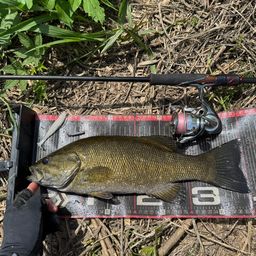 スモールマウスバス