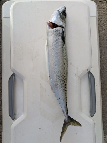 ゴマサバの釣果