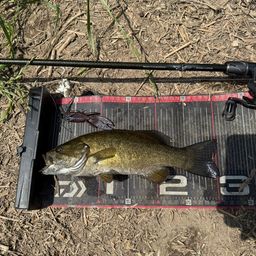 スモールマウスバス