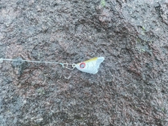 クロソイの釣果