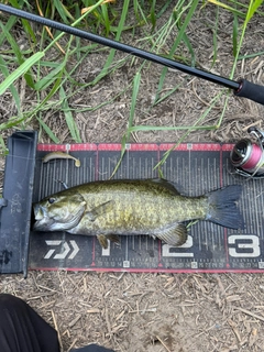 スモールマウスバスの釣果